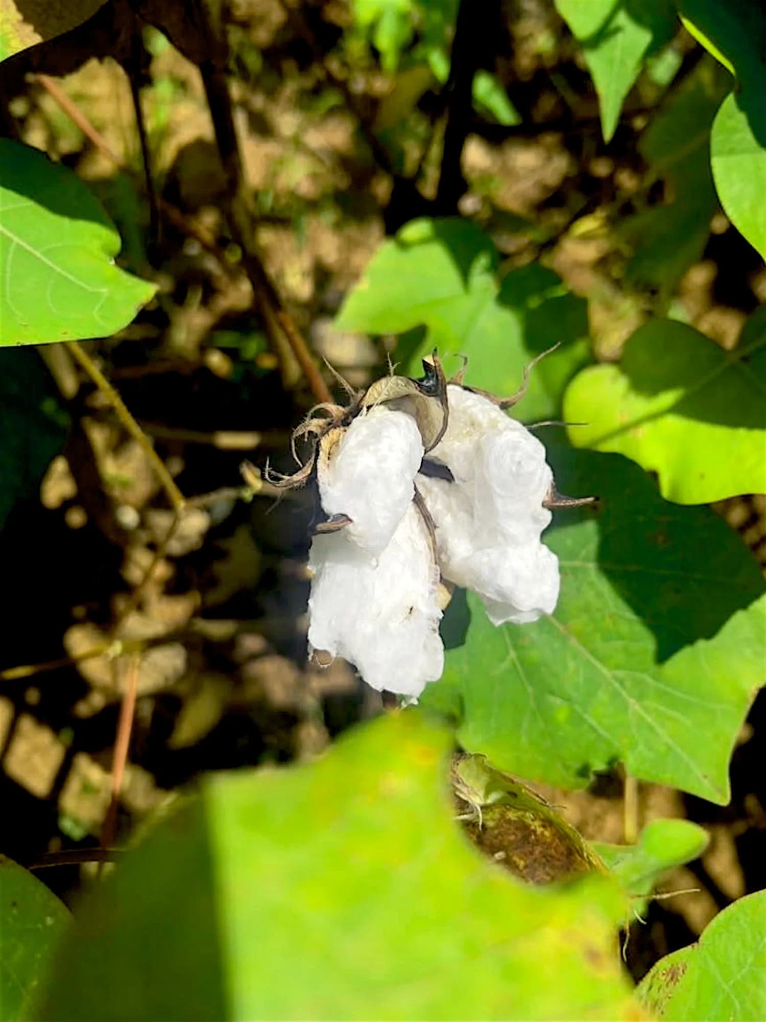 L'Or Blanc des Savanes